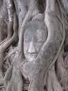 Famous Buddhas head embedded in tree roots
