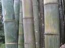 Giant Bamboo in Royal Palace Garden